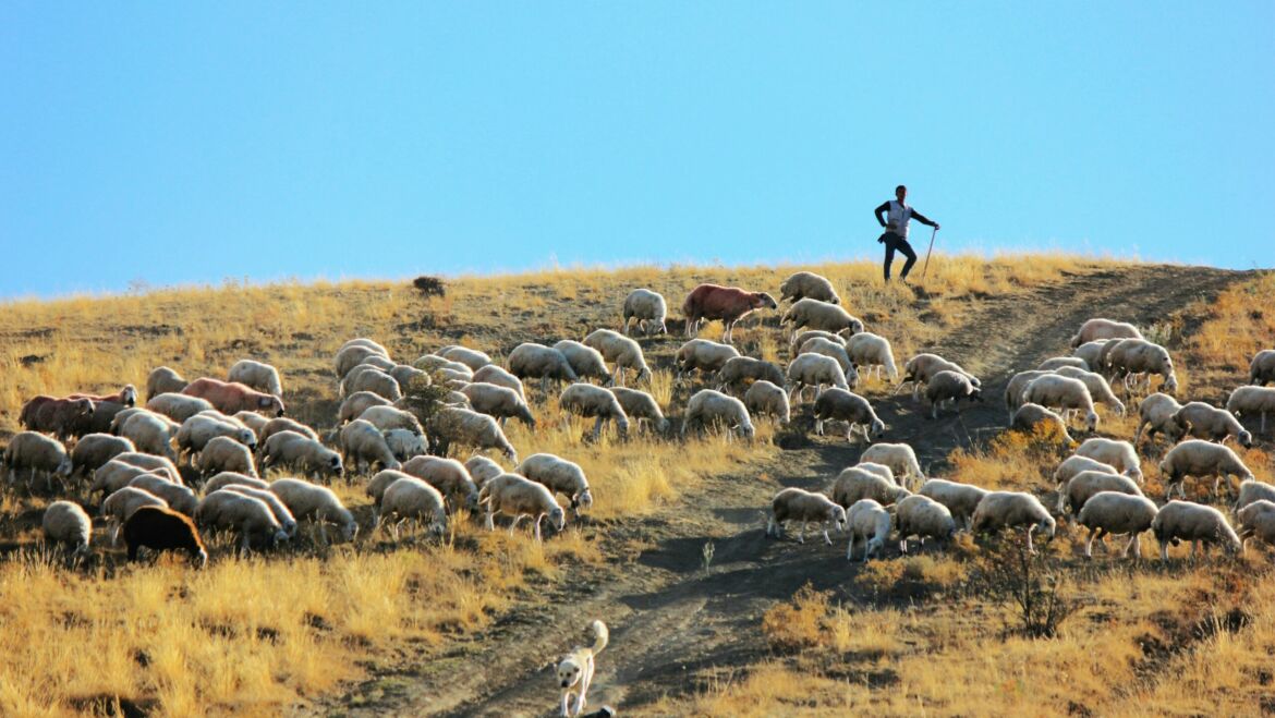 Homélie dimanche du Bon Pasteur – 4ème Pâques